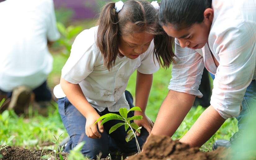 reforestacion